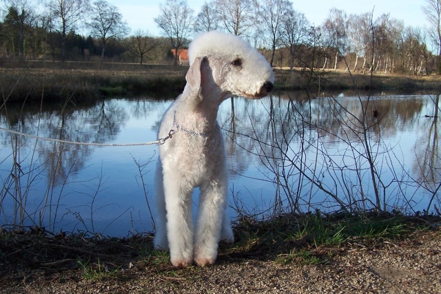 Airis Blue Volshebny Svet 09.02 (26).JPG